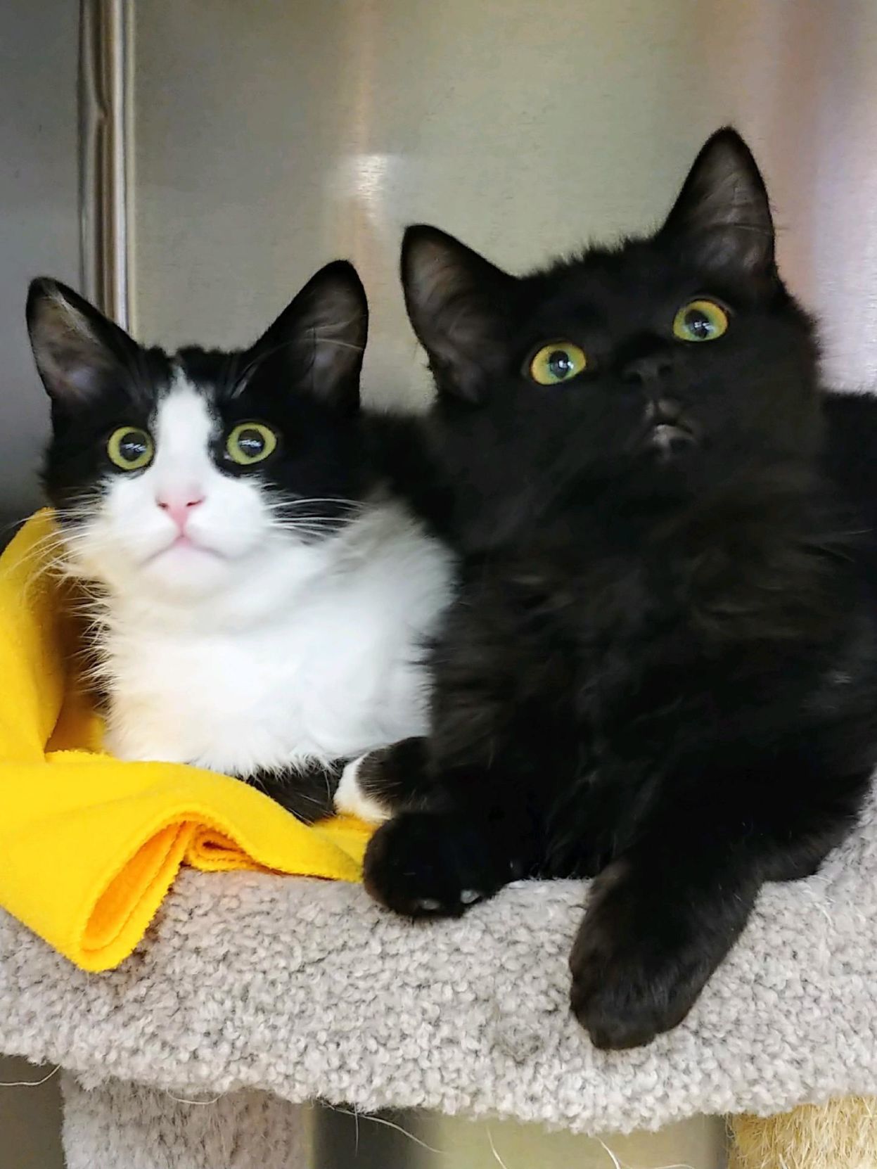 Adopt a friend: Neddy and Nadia